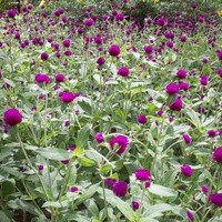 Gomphrena globosa