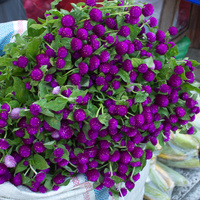 Gomphrena globosa