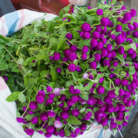 Globe amaranth