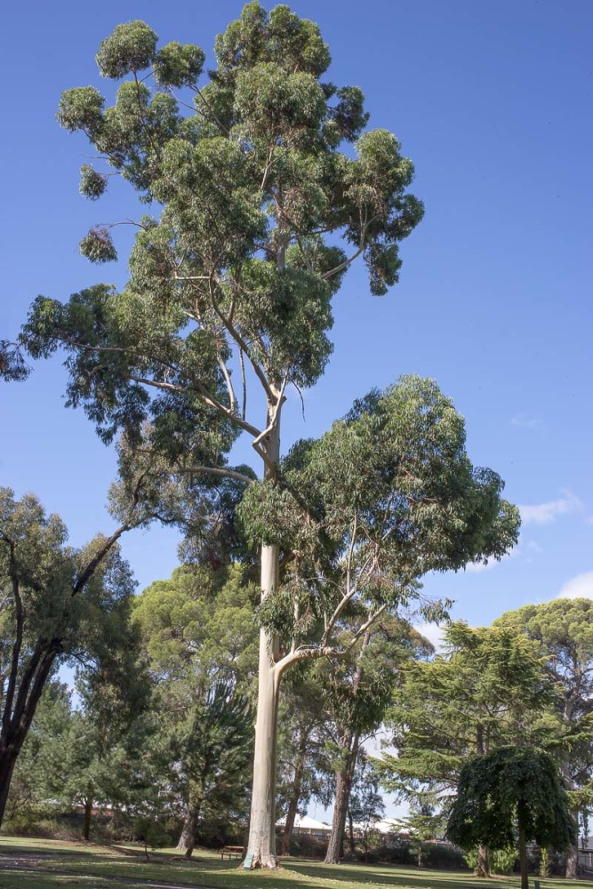 Sydney Blue Gum Seed Evergreen Native Majestic Tree  Mild Drought/Frost Tolerant