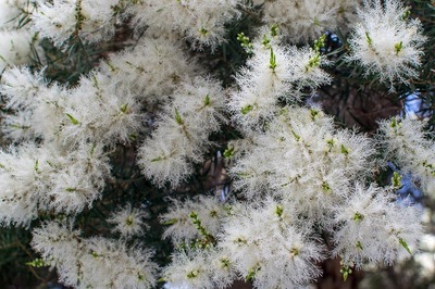 Melaleuca linariifolia