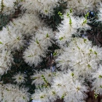 Snow in summer