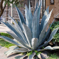 Agave tequilana