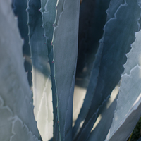 Agave tequilana