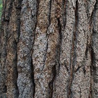 Red Ironbark
