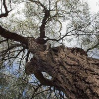 Eucalyptus sideroxylon