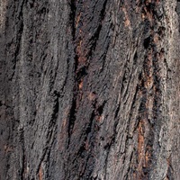 Eucalyptus sideroxylon