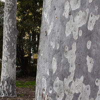 Spotted Gum