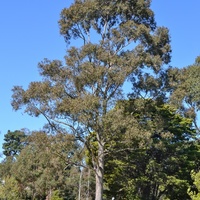Corymbia maculata