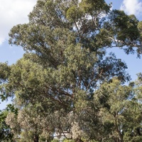Southern Bluegum