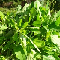 Chenopodium album