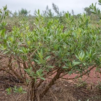 Duboisia myoporoides