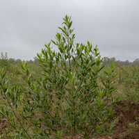 Duboisia myoporoides