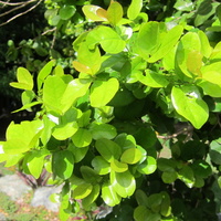 Krugiodendron ferreum