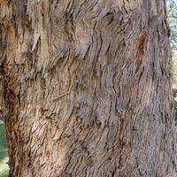 Eucalyptus melliodora