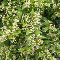 Cinnamon myrtle