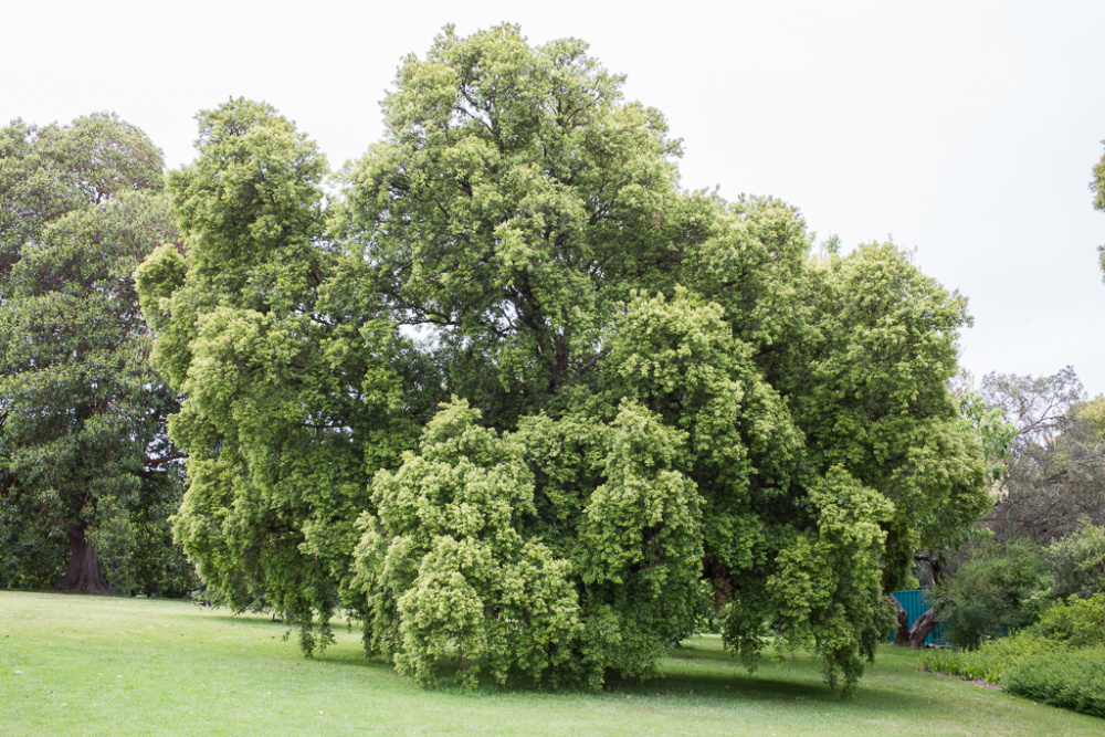 Backhousia myrtifolia / IPlantz