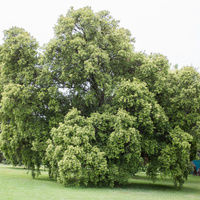 Backhousia myrtifolia / IPlantz