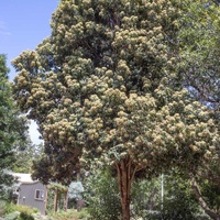 Backhousia citriodora 