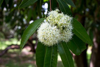 Backhousia citriodora 