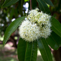 Lemon Myrtle