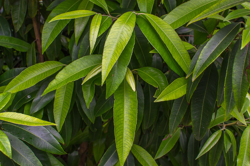 Backhousia Citriodora Iplantz