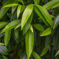 Backhousia citriodora 