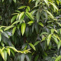 Backhousia citriodora 