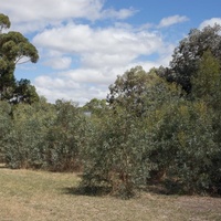 Eucalyptus polybractea