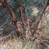 Eucalyptus polybractea