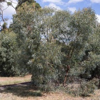 Eucalyptus polybractea
