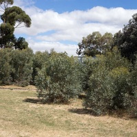 Eucalyptus polybractea