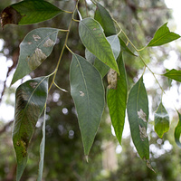 Eucalyptus radiata