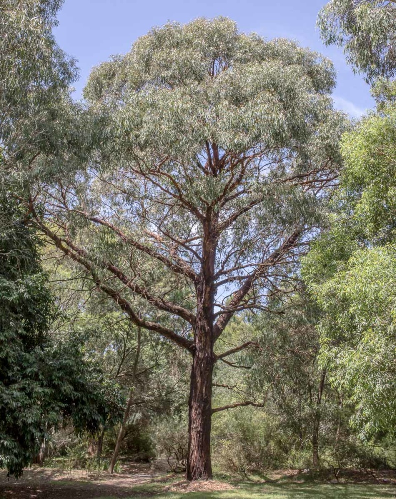 EUCALYPTUS RADIÉ