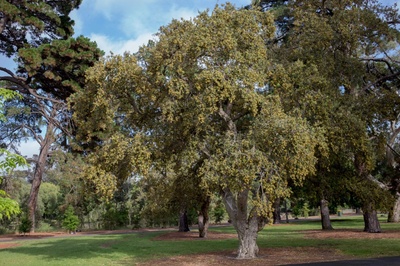 Quercus suber