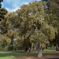 Quercus suber / IPlantz