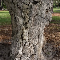 Quercus suber