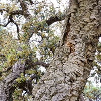Quercus suber