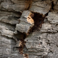 Quercus suber
