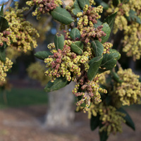 Quercus suber