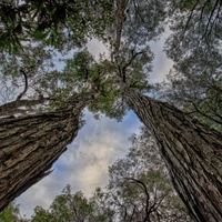 Eucalyptus marginata