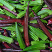 Okra