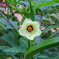Abelmoschus esculentus
