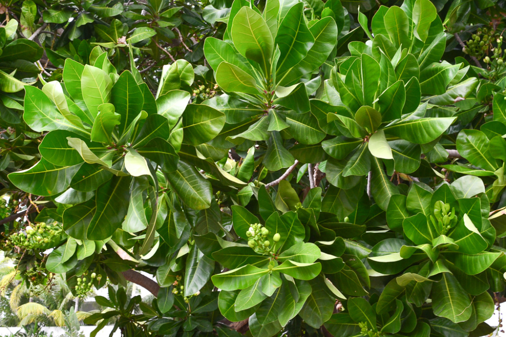 Barringtonia asiatica / IPlantz