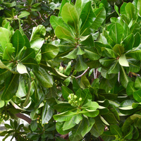 Barringtonia asiatica