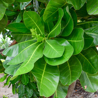 Barringtonia asiatica