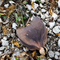 Barringtonia asiatica