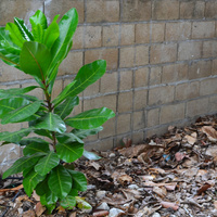 Barringtonia asiatica / IPlantz