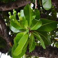 Barringtonia asiatica