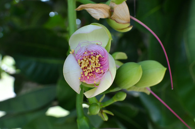 Barringtonia asiatica